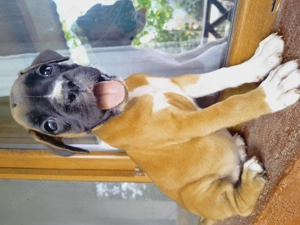 Boxer German juniori  - imagine 3
