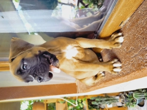 Boxer German juniori  - imagine 4