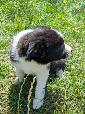Catelusi border collie