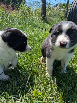 Catelusi border collie - imagine 3