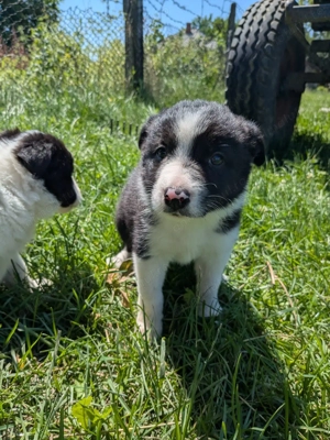 Catelusi border collie - imagine 2