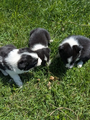 Catelusi border collie - imagine 6