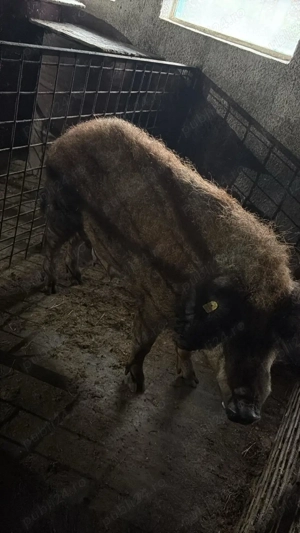 Vand scroafa mangalita