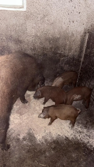 Vand scroafa mangalita - imagine 3