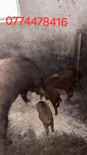 Vand scroafa mangalita - imagine 2