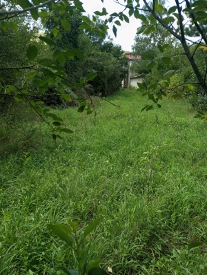 Teren garliste - imagine 3