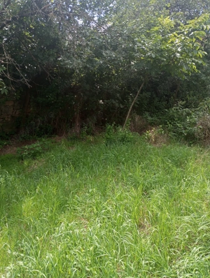 Teren garliste - imagine 2