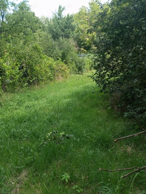 Teren garliste - imagine 6