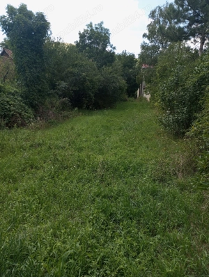 Teren garliste - imagine 5