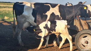 Vand vaci fătate și gestante  - imagine 2