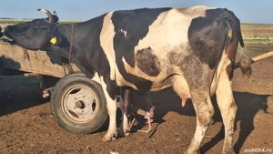 Vand vaci fătate și gestante  - imagine 3