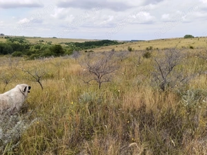 Vand teren extravilan - imagine 5