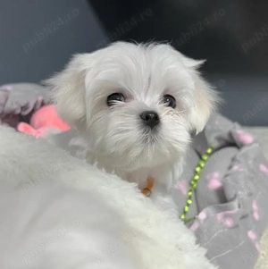 Pui Mini Bichon Maltez de Canisa - Disponibi acum!