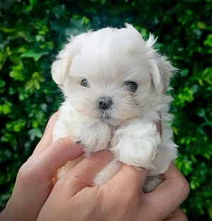 Bichon Maltez  Mini de vanzare - crescuți în canisa, verificați medical!
