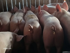 porci de carne 100-140kg - imagine 2 porci de carne 100-140kg - imagine 2