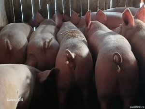 porci de carne 100-140kg - imagine 3 porci de carne 100-140kg - imagine 3