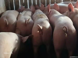 porci de carne 100-140kg