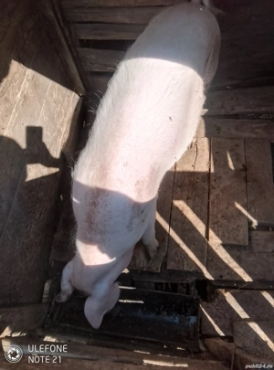Vând Porc marele alb 