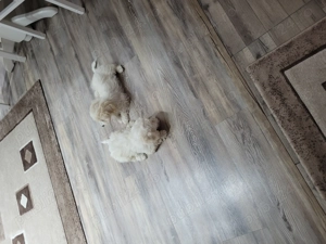 Bichon maltez puiut 2 luni - imagine 2