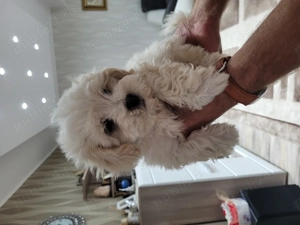 Bichon maltez puiut 2 luni - imagine 3