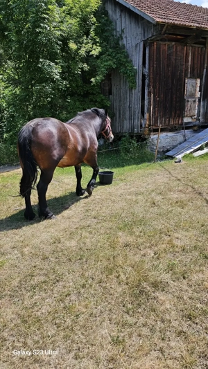 Se vinde iapa de 4 ani.