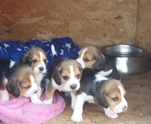 Beagle       . - imagine 3