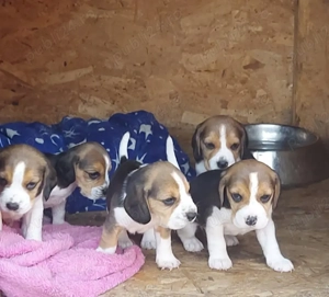 Beagle       . - imagine 2