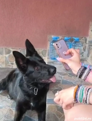 Ciobanesc german negru