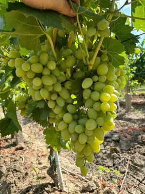 Vand struguri de masa destinati consumului ca fructe proaspete - imagine 4