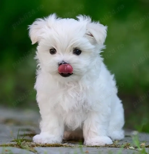 Pui din rasa Bichon Maltez Mini din monte controlate!