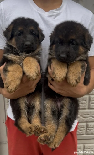 Pui Ciobanesc German - imagine 5