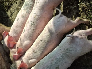 Vând purcei de rasă - imagine 2