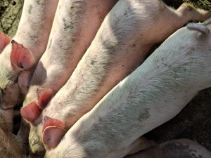 Vând purcei de rasă