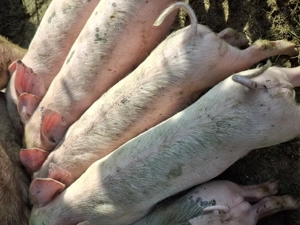 Vând purcei de rasă - imagine 4