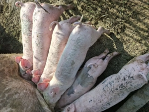 Vând purcei de rasă - imagine 5