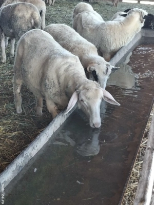 Mieluțe ile-de-France de vânzare  - imagine 3 Mieluțe ile-de-France de vânzare  - imagine 3