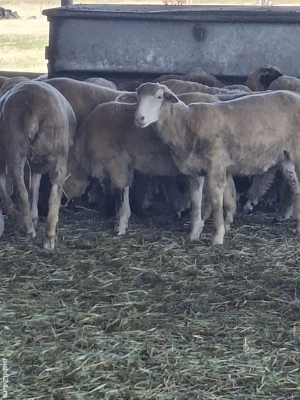 Mieluțe ile-de-France de vânzare  - imagine 4 Mieluțe ile-de-France de vânzare  - imagine 4