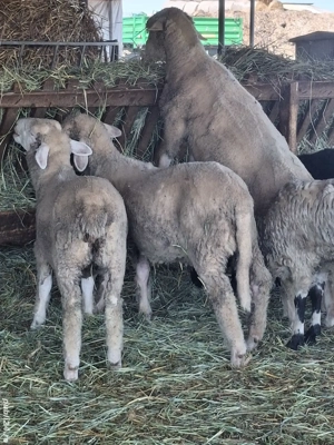 Mieluțe ile-de-France de vânzare  - imagine 5 Mieluțe ile-de-France de vânzare  - imagine 5