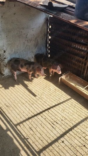 Vand Porci, Sat Scheia Com Al. I. Cuza, Jud Iasi - imagine 2 Vand Porci, Sat Scheia Com Al. I. Cuza, Jud Iasi - imagine 2