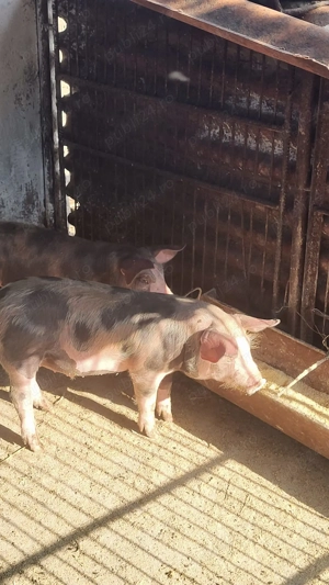 Vand Porci, Sat Scheia Com Al. I. Cuza, Jud Iasi