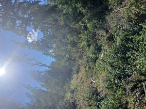 Teren cu pădure în Arieșeni  - imagine 2