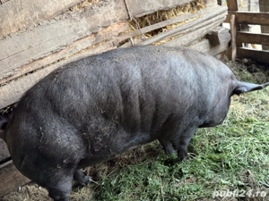 vând porc  - imagine 3