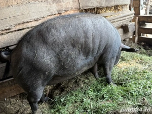 vând porc  - imagine 2