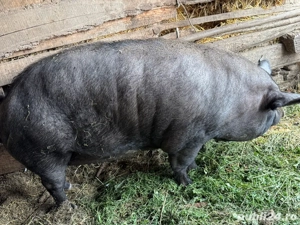 vând porc  - imagine 5