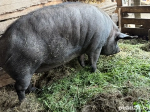 vând porc  - imagine 4