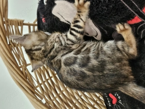 Pisicute bengaleze  - imagine 2