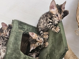 Pisicute bengaleze  - imagine 3