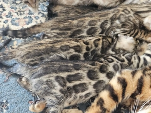 Pisicute bengaleze  - imagine 4