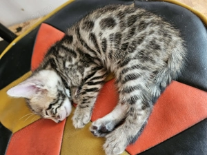 Pisicute bengaleze  - imagine 5