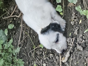 Cățeluși setter englez